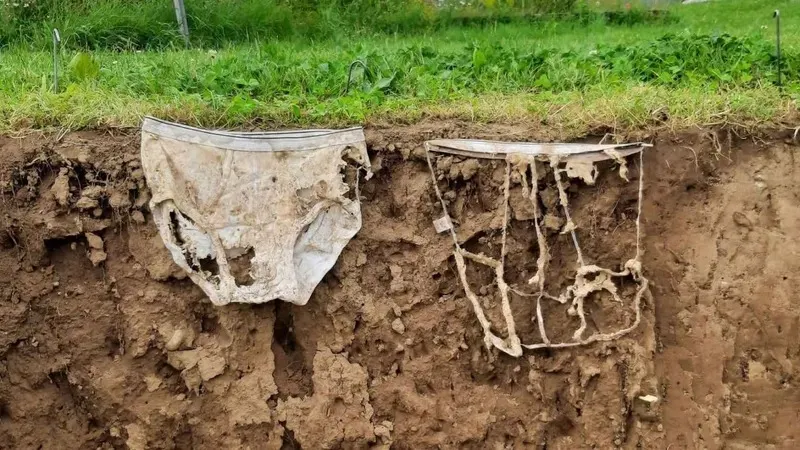 Швейцарияда ғалымдар топырақ сапасын анықтау үшін 2 мың іш киімді жерге көмді, сурет - Zakon.kz жаңалық 03.09.2026 13:35