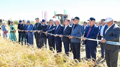 Арнайы рәсім, Дала күні, 2026, Қызылорда облысы, Сыр өңірі, күріш, орақ 