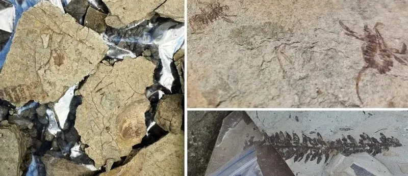 Байкал маңында100 миллион жылдан астам бұрын өмір сүрген масалардың іздері табылды, сурет - Zakon.kz жаңалық 08.09.2026 16:39