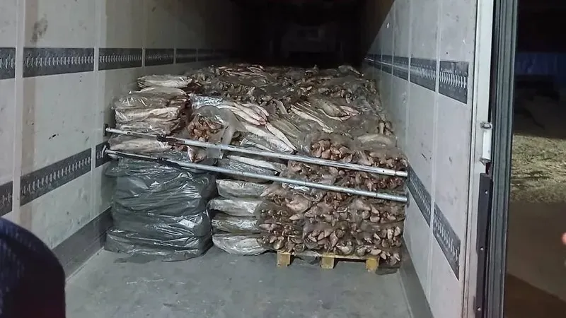 Атырауда 17 тоннадан астам балық заңсыз тасымалданған, сурет - Zakon.kz жаңалық 19.09.2026 19:10
