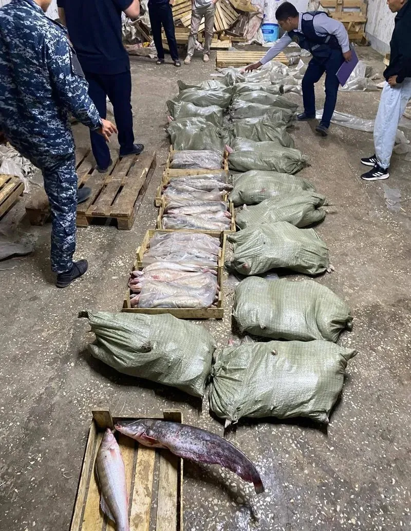 Атырауда 17 тоннадан астам балық заңсыз тасымалданған, сурет - Zakon.kz жаңалық 19.09.2026 19:10