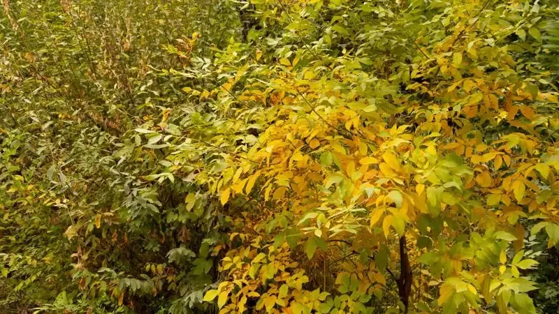 Күз, ауа райы болжамы, Астана, Алматы, Шымкент, 20 қыркүйек, 21 қыркүйек, 22 қыркүйек