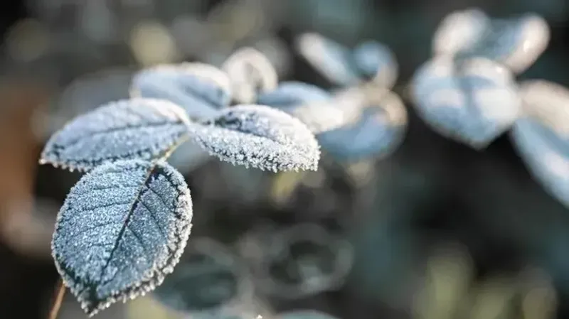 Үсік, ауа райы болжамы, Қазақстан, 25 қыркүйек, дауылды ескерту, сурет - Zakon.kz жаңалық 24.09.2026 20:48