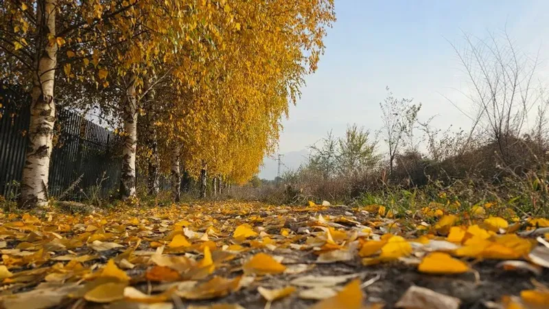 Күз, жел, ауа райы болжамы, Қазақстан, 25 қыркүйек, сурет - Zakon.kz жаңалық 24.09.2026 18:20