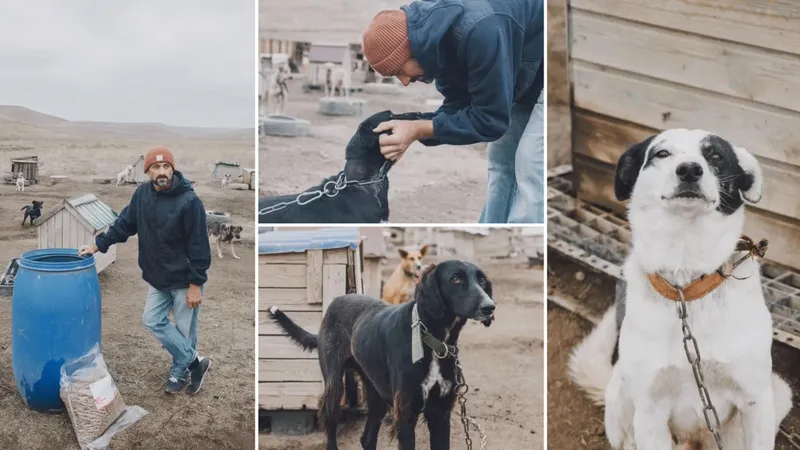 Иттер, Dog House Твардовский дом, Владимир Тепляков, сурет - Zakon.kz жаңалық 08.10.2026 13:18