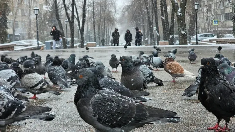 Қар, жаңбыр, ауа райы болжамы, Қазақстан, 16 қазан, сурет - Zakon.kz жаңалық 15.10.2026 18:57