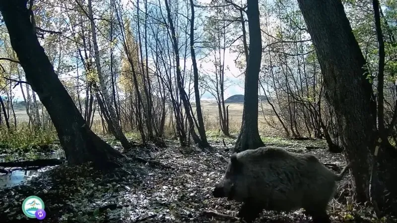 Қабан қасқырларды қуып жіберді: Бұйратауда қызықты сәт камераға түсіп қалды, сурет - Zakon.kz жаңалық 21.10.2026 10:53